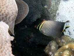 Image of Herringbone Butterflyfish