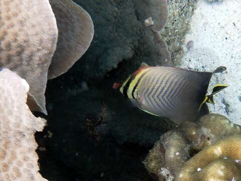 صورة Chaetodon triangulum Cuvier 1831