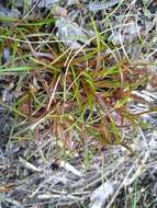 Слика од Juncus antarcticus Hook.