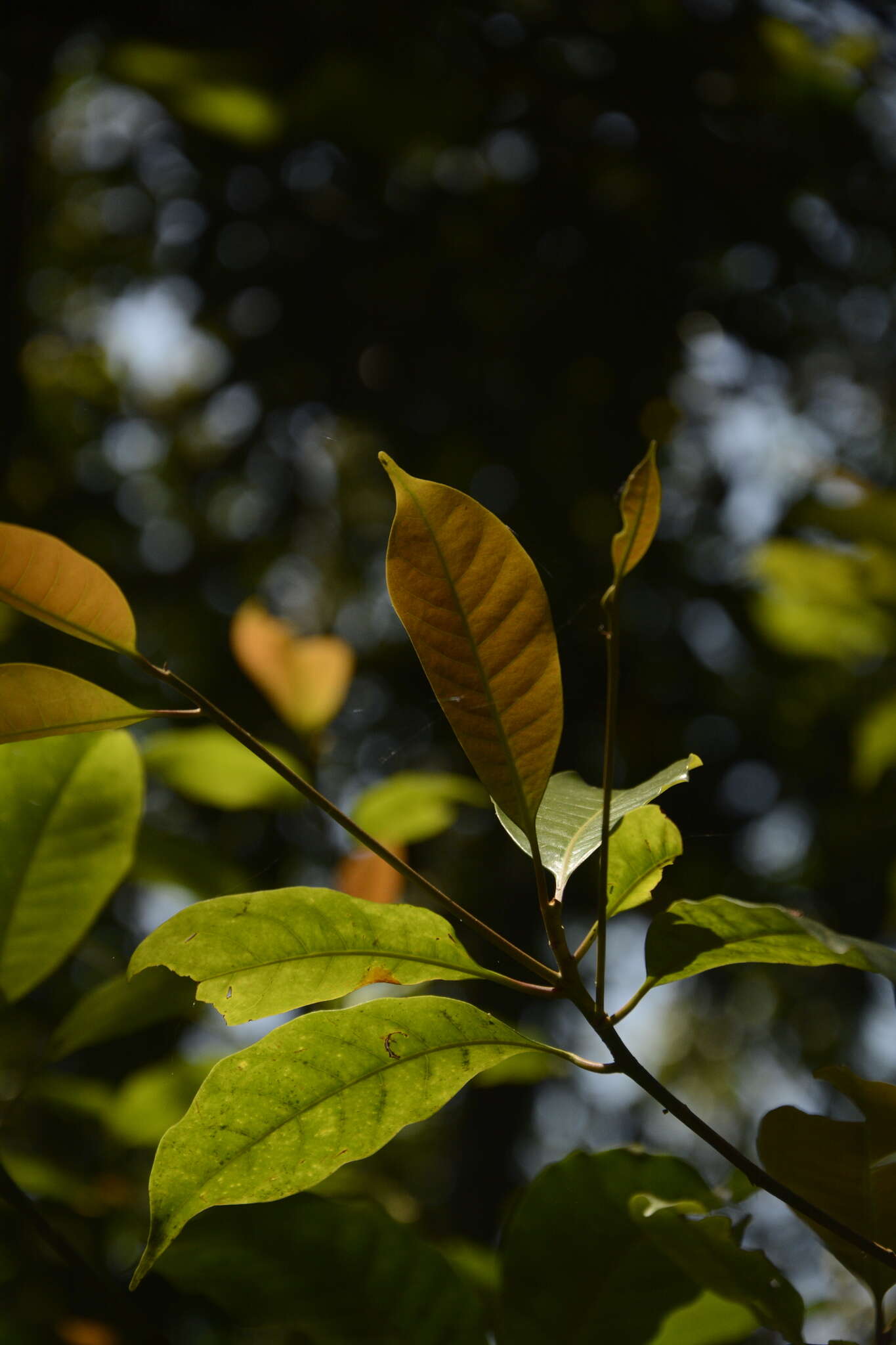 Imagem de Palaquium ellipticum (Dalzell) Baill.