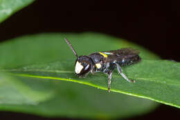 Image of Hylaeus rotundiceps (Smith 1879)