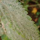 Image of Nettle Powdery Mildew