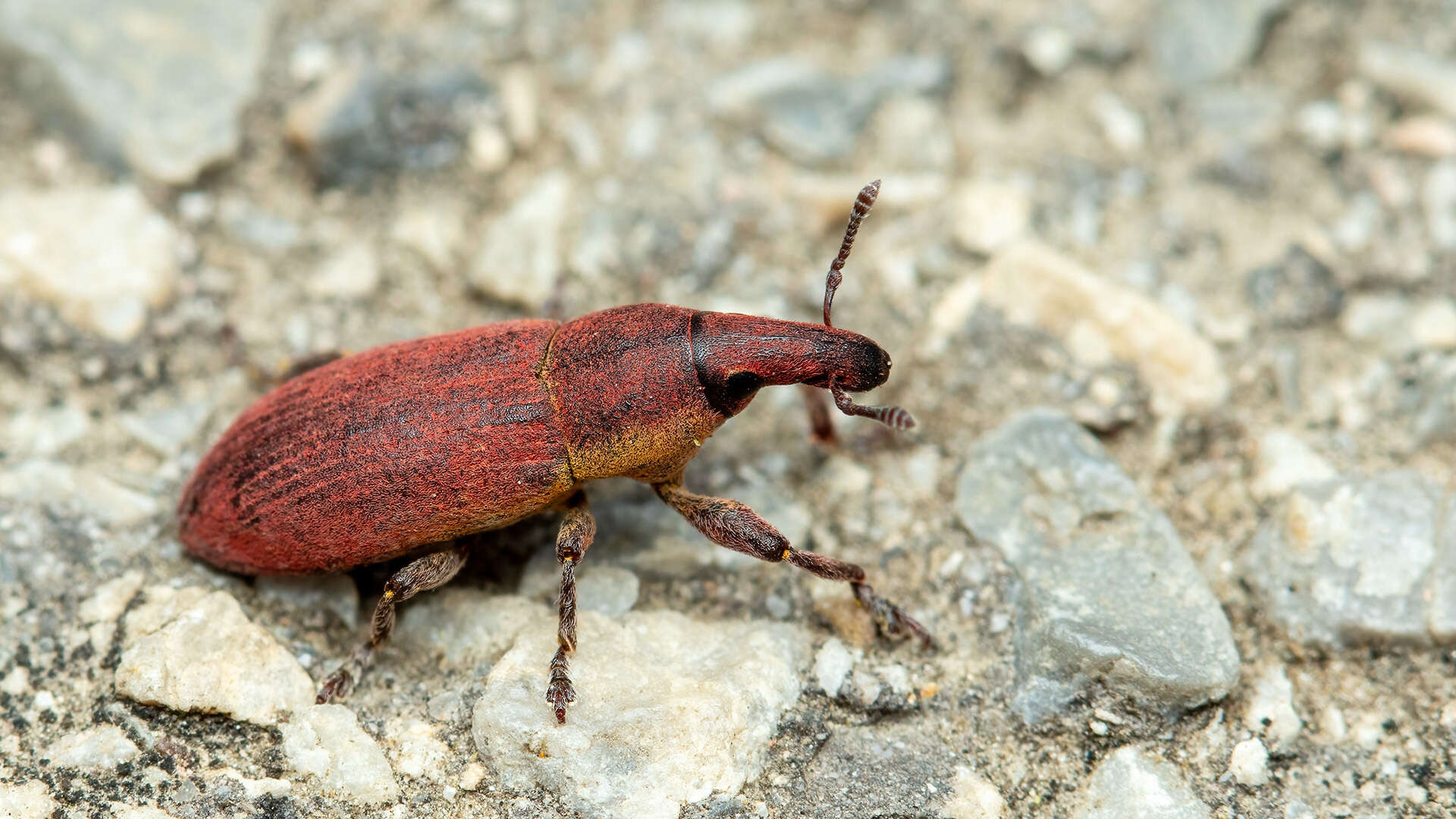 Слика од Lixus angustus (Herbst 1795)