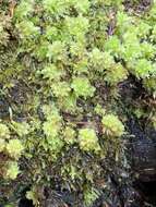 Image of Low sphagnum moss