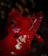 Image of Crevice Kelpfish