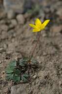 Image of Anemone biflora var. petiolulosa (Juz.) S. Ziman