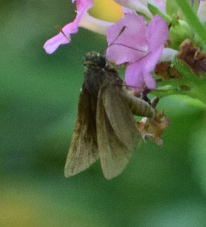 Image of Dun Sedge Skipper