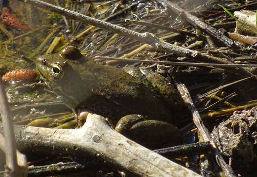 Image of Cyprus Water Frog