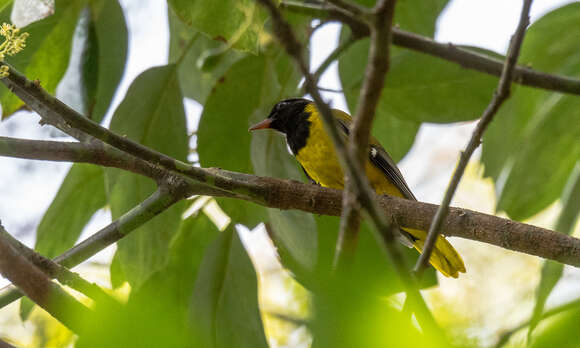 Image of Western Black-headed Oriole