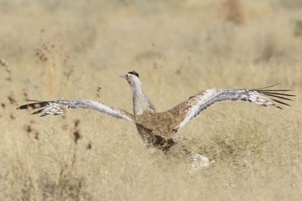 Image of Arabian Bustard