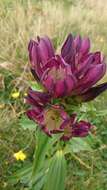 Image de Gentiana pannonica Scop.