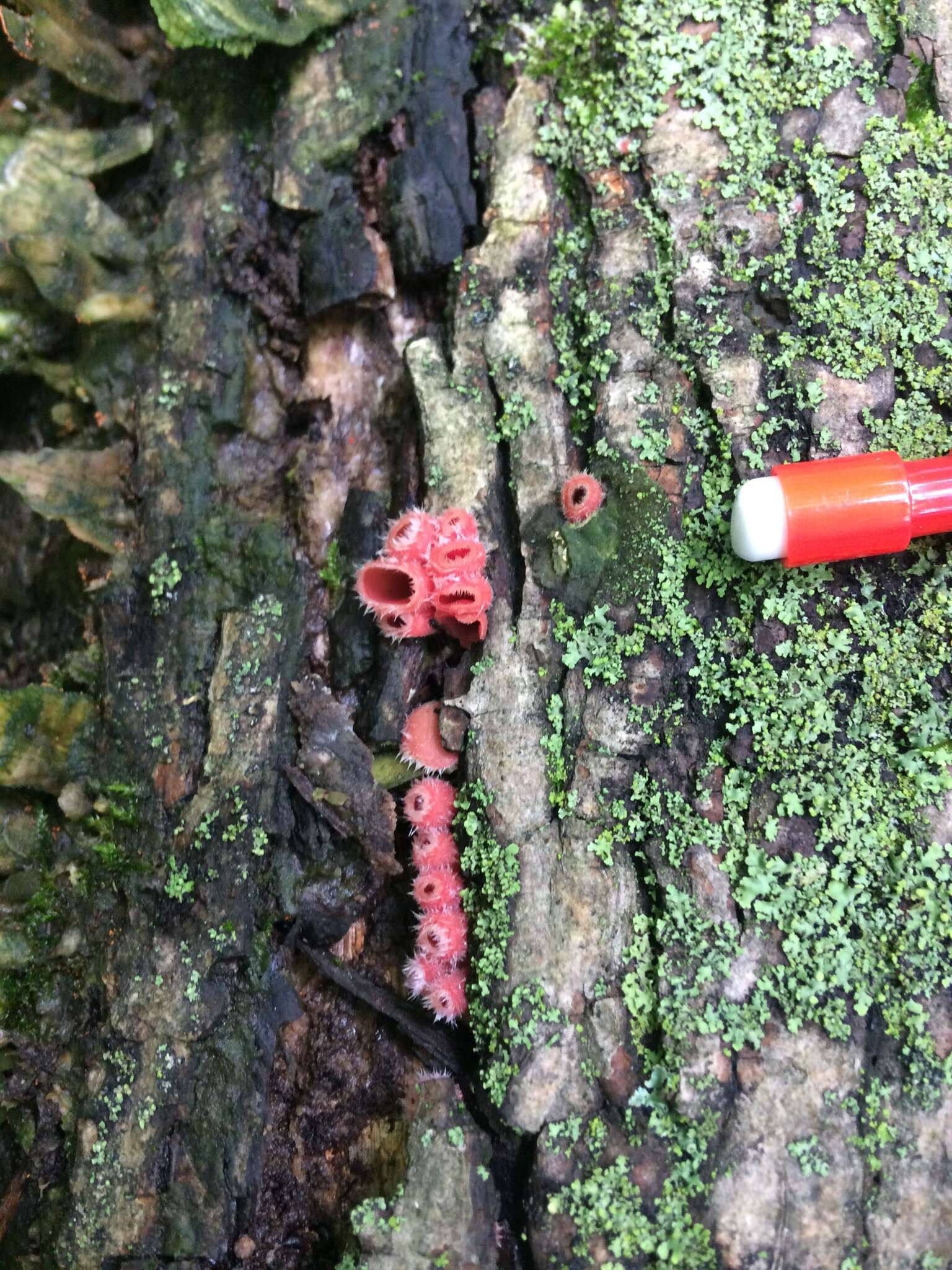 Image of Shaggy Scarlet Cup