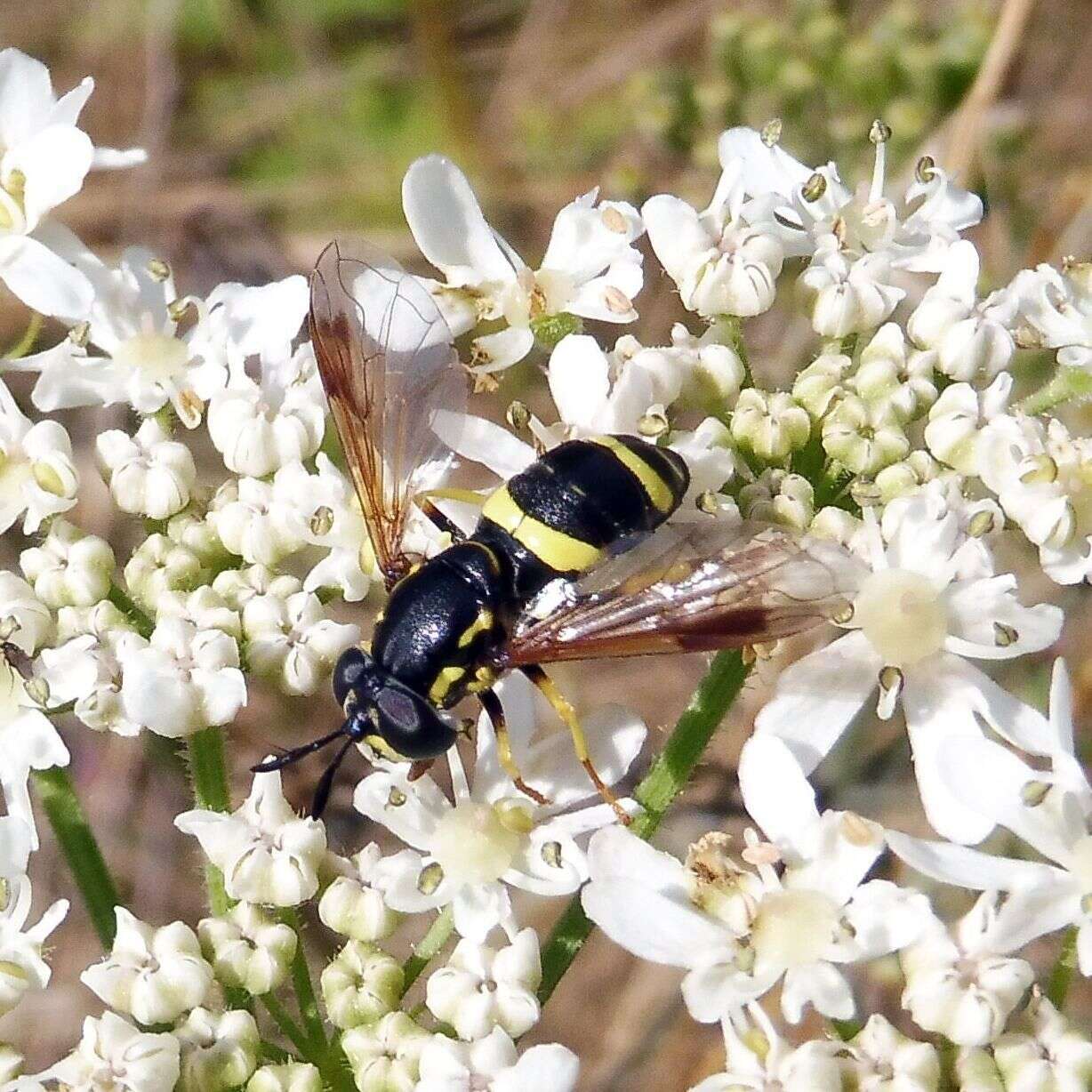 Imagem de Chrysotoxum bicincta (Linnaeus 1758)