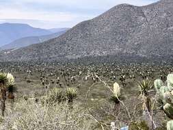 Sivun Yucca carnerosana (Trel.) McKelvey kuva