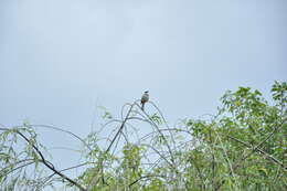 Image of Brown-breasted Bulbul