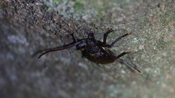 Image of Priotyrannus (Chollides) closteroides (Thomson 1877)