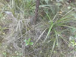 Image of Eleocharis gracilis R. Br.