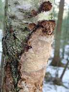 Phellinus laevigatus (P. Karst.) Bourdot & Galzin 1928的圖片