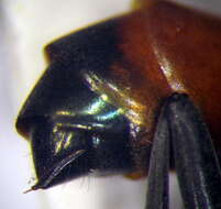 Image of Ammophila terminata F. Smith 1856