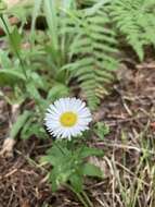 Image de Erigeron arizonicus A. Gray