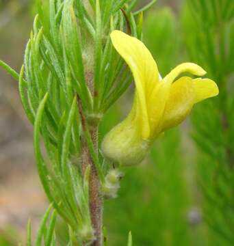 Image of Aspalathus setacea Eckl. & Zeyh.