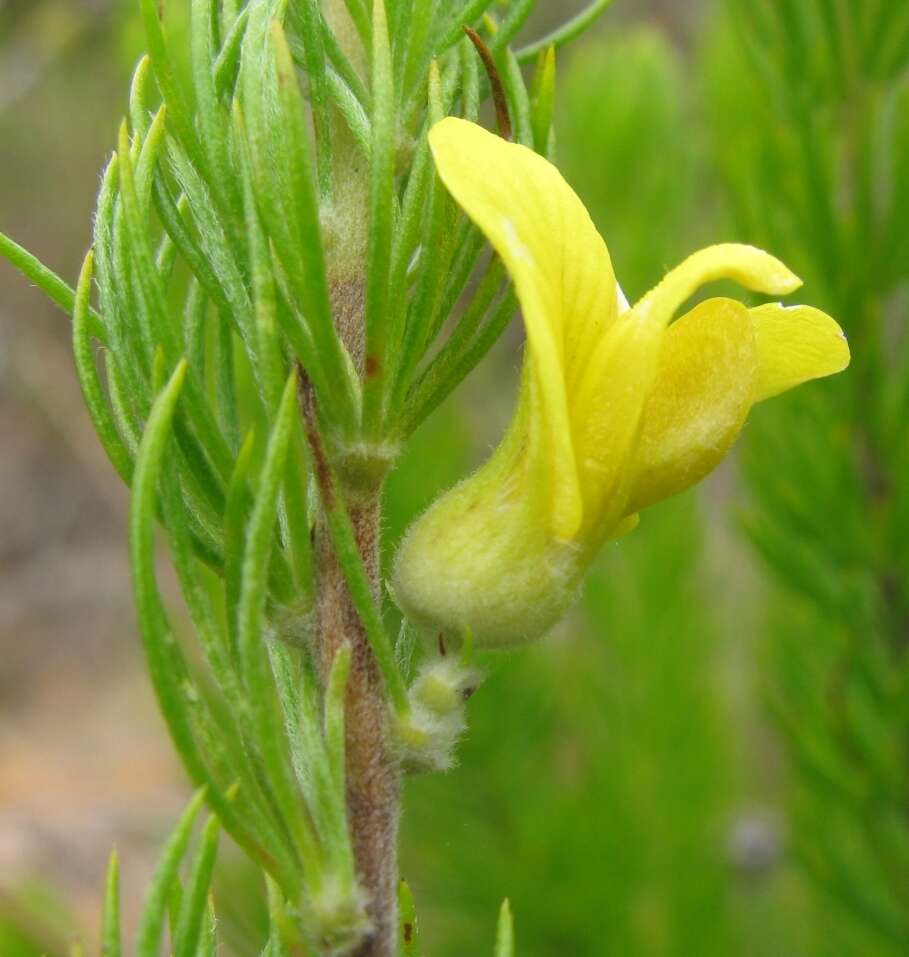 Слика од Aspalathus setacea Eckl. & Zeyh.