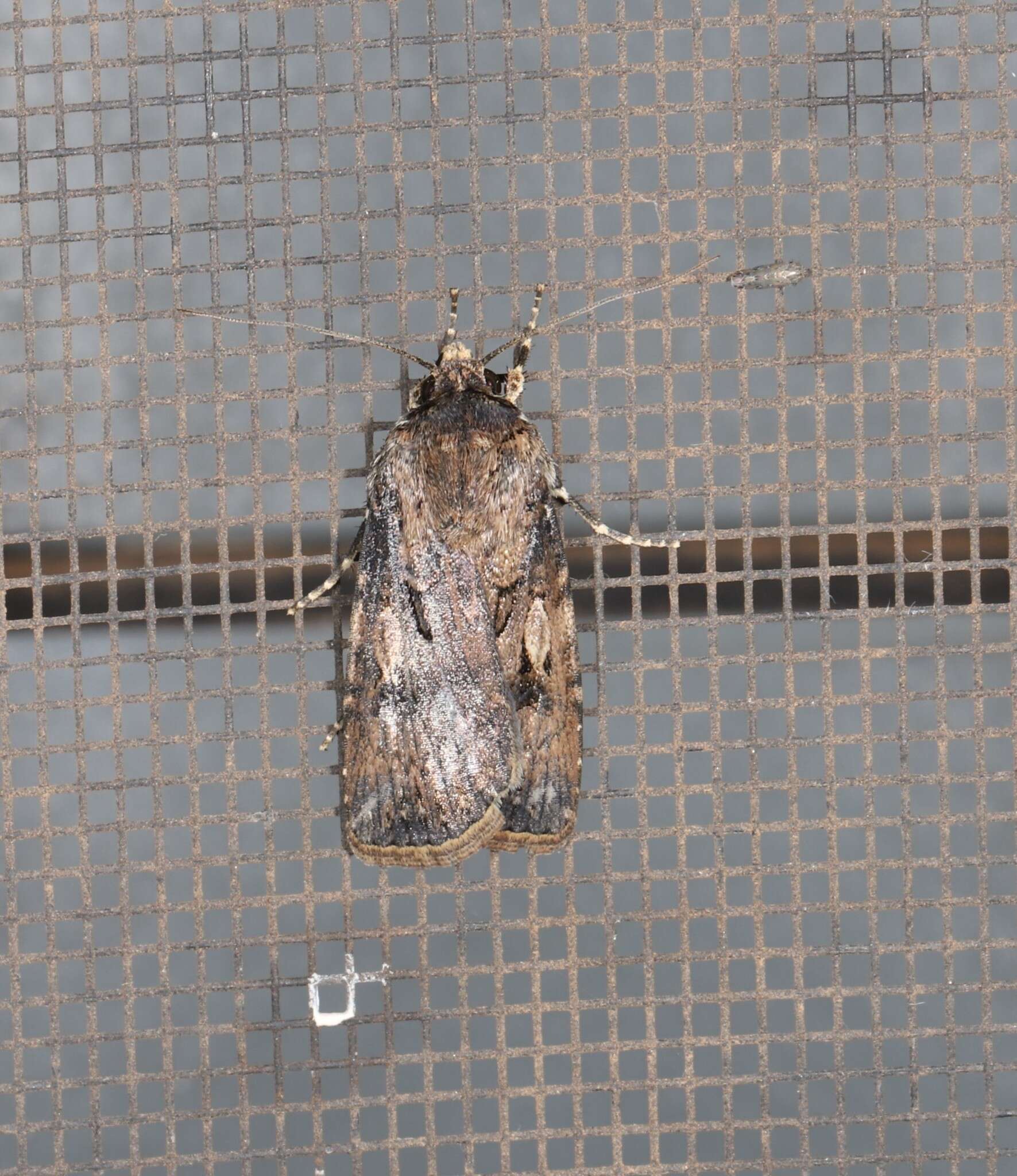 Image of Agrotis interjectionis Guenée 1852