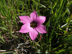 Image of Romulea tetragona M. P. de Vos