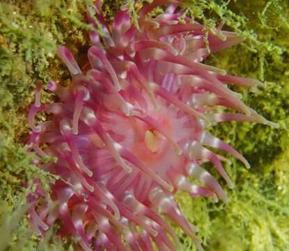 Image of Northern red anemone