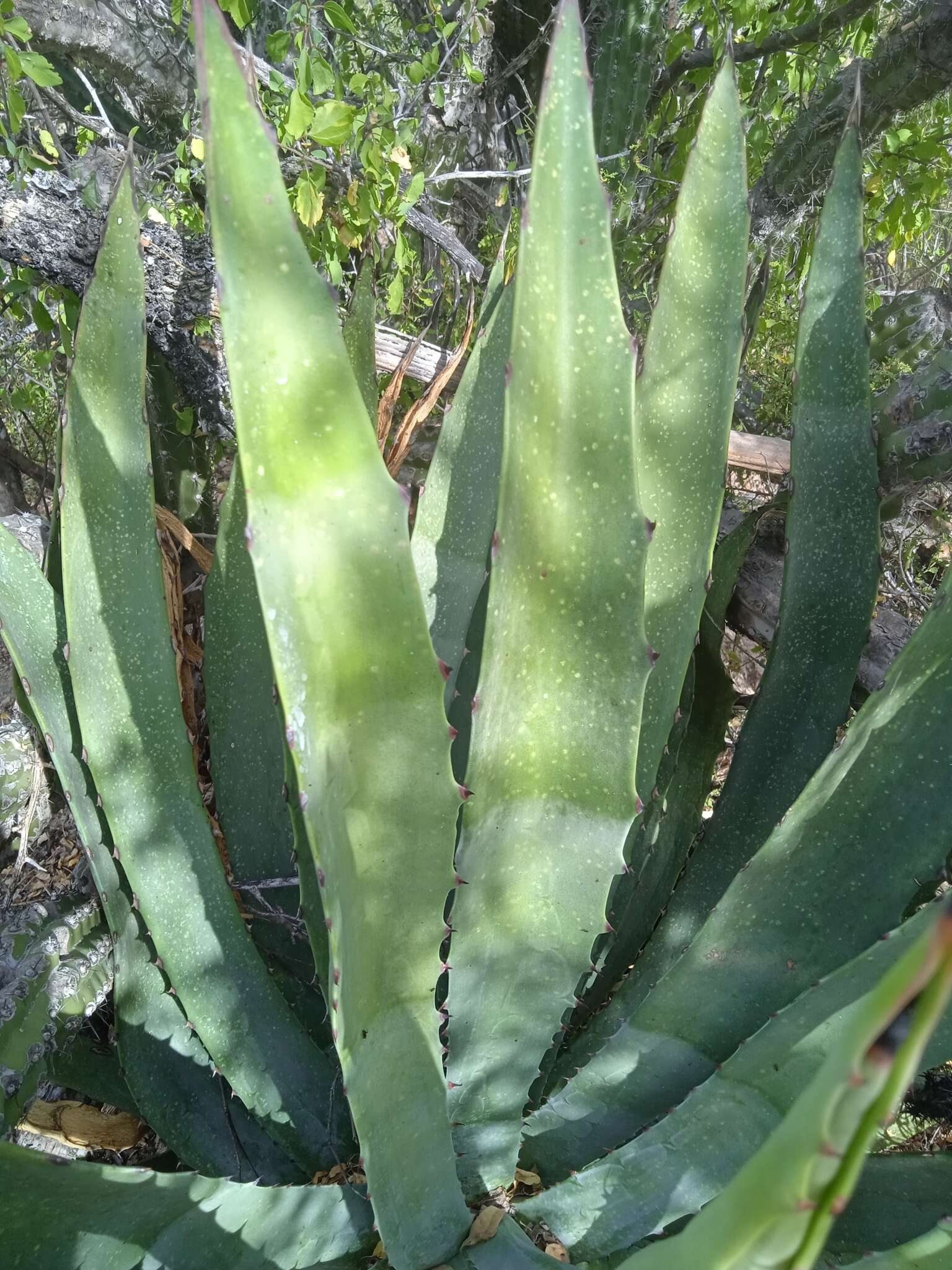 Image of Baja California Sur Agave