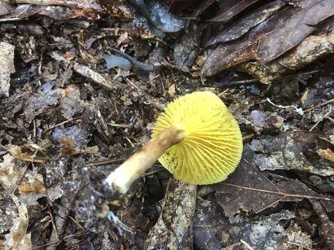 Image of Phylloporus leucomycelinus Singer 1978