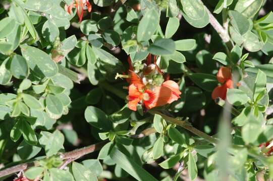 Image of Indigofera sessilifolia DC.