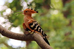 Image of Madagascan Hoopoe