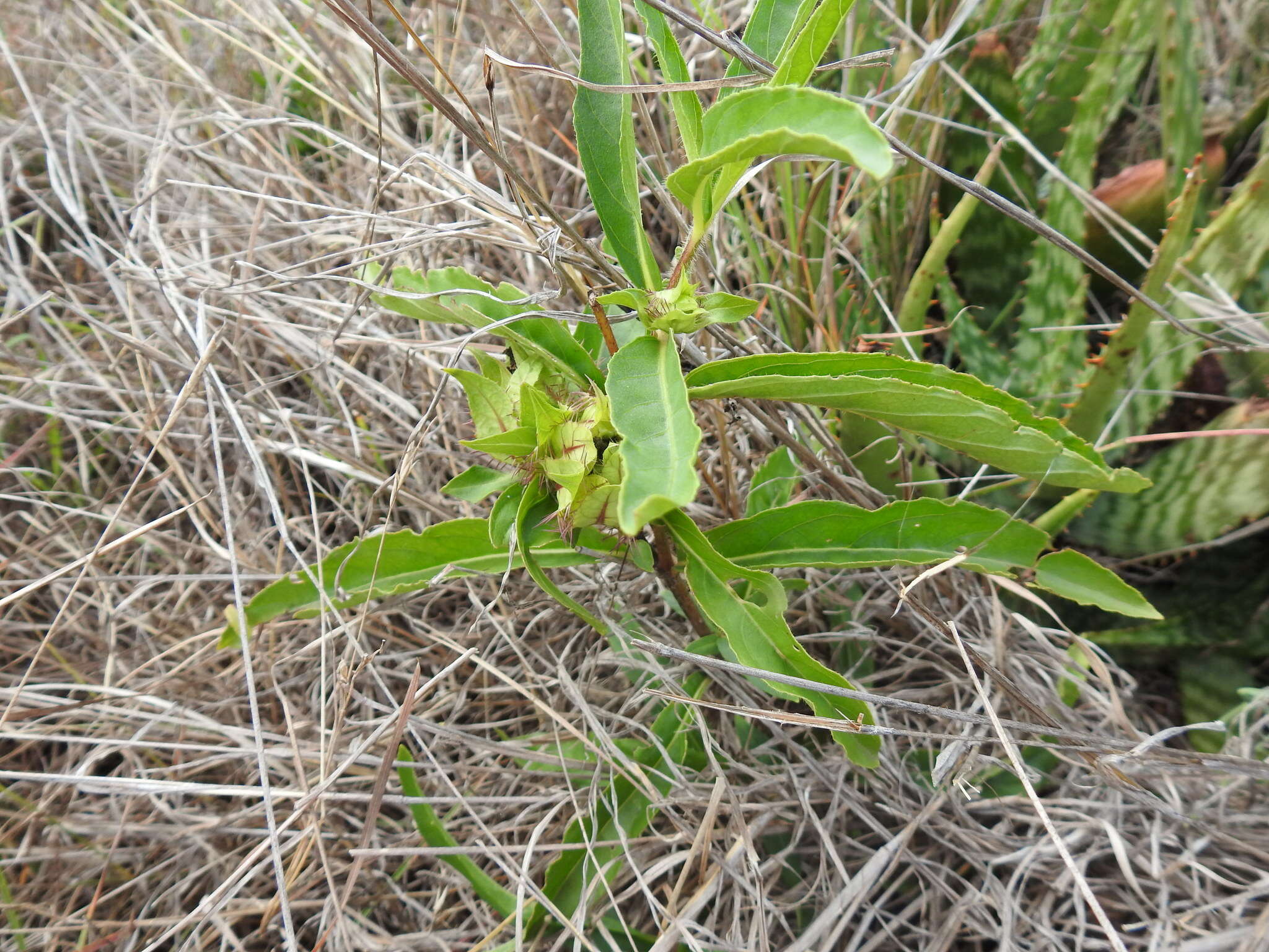 صورة Crabbea angustifolia Nees