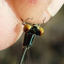 Image of Pinheyagrion angolicum (Pinhey 1966)