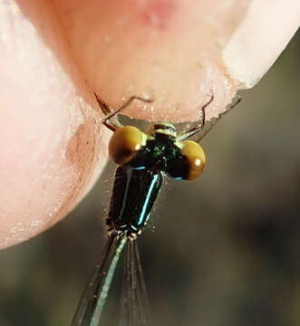 Image of Pinheyagrion May 2002