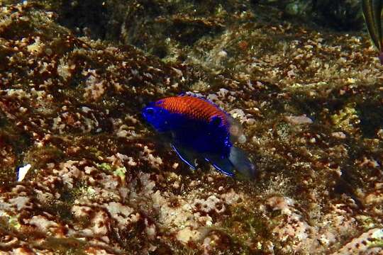 Image of Galapagos ringtail damselfish