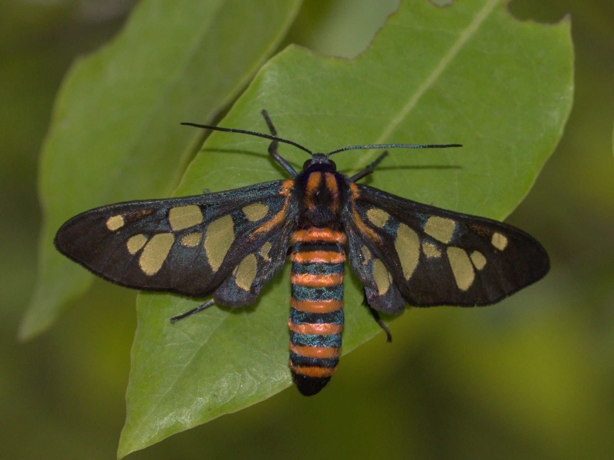 Imagem de Amata passalis Fabricius