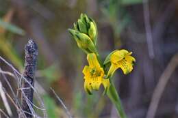 Image of Chloraea gavilu Lindl.