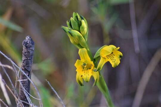 Слика од Chloraea gavilu Lindl.