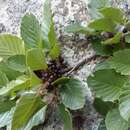 Image of Atadinus microcarpus (Boiss.) Hauenschild