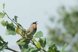 Image of Siberian Rubythroat