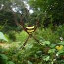 Image of Argiope taprobanica Thorell 1887