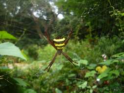 Image of Argiope taprobanica Thorell 1887