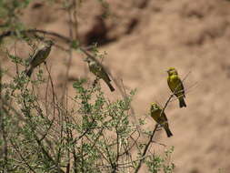 Image of Monte Yellow Finch