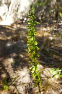 Image of Benthamia chlorantha (Spreng.) Garay & G. A. Romero