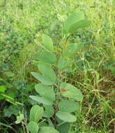 Image of Bauhinia petersiana Bolle