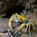 Image of Terrapotamon phaibuli Leelawathanagoon, Lheknim & Ng 2010