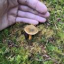 Lactarius aurantiosordidus Nuytinck & S. L. Mill. 2006 resmi