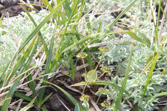 Image of Bupleurum triradiatum Adams ex Hoffm.